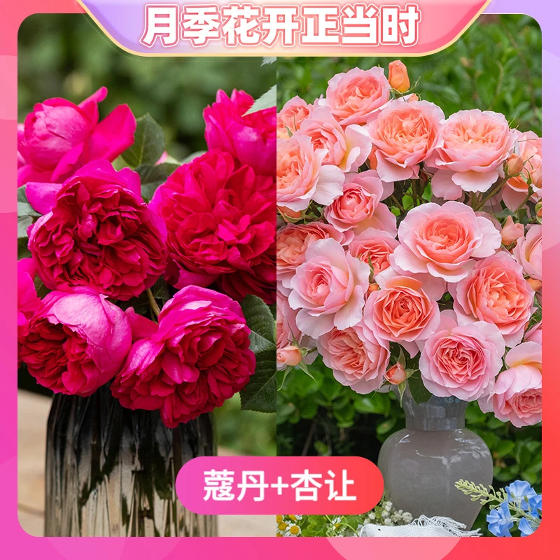 【月季花开正当时】天狼月季 蔻丹 杏让 自育月季小苗盆栽套餐