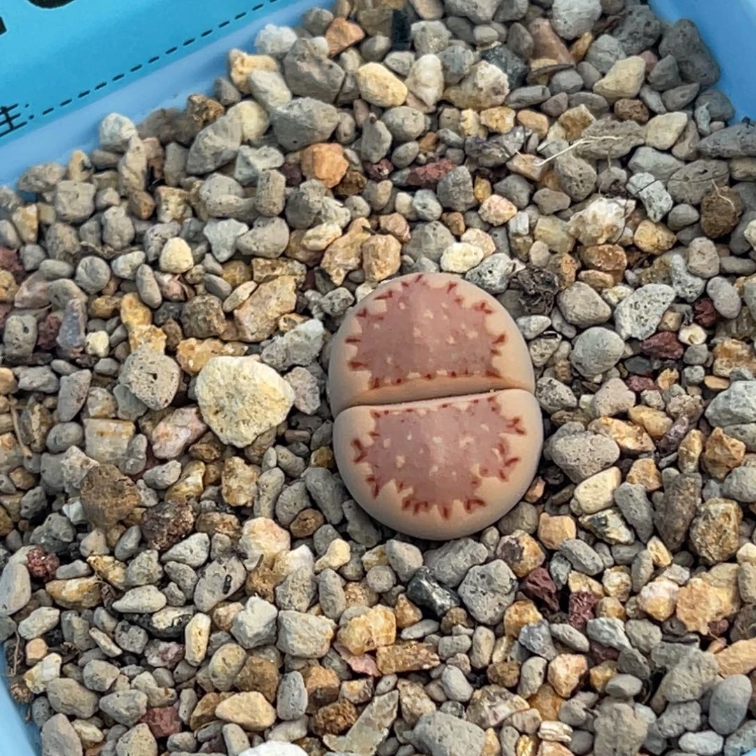 6237萌萌哒粉饼干一颗