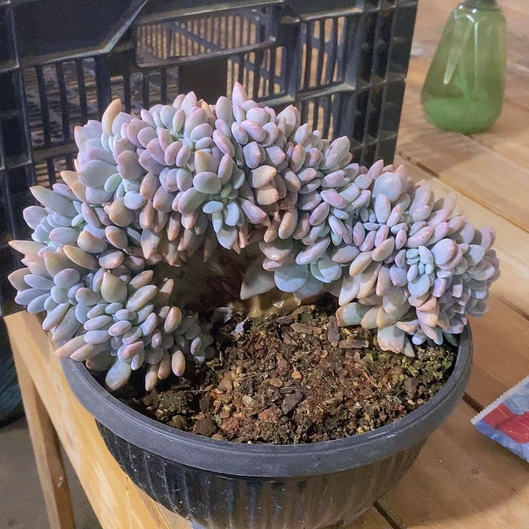粉兔