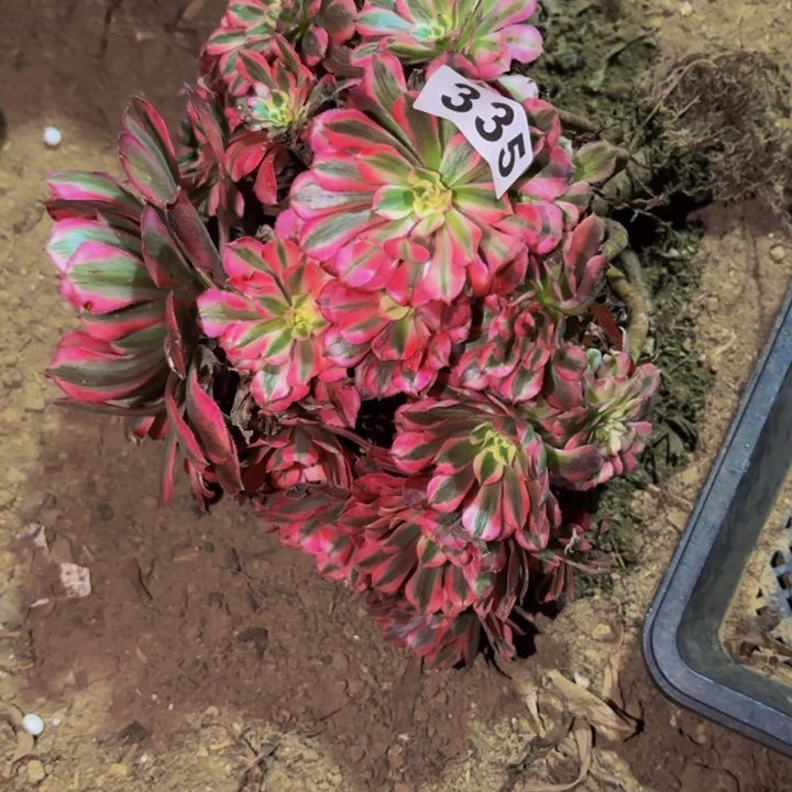 335粉铜多肉植物不售后