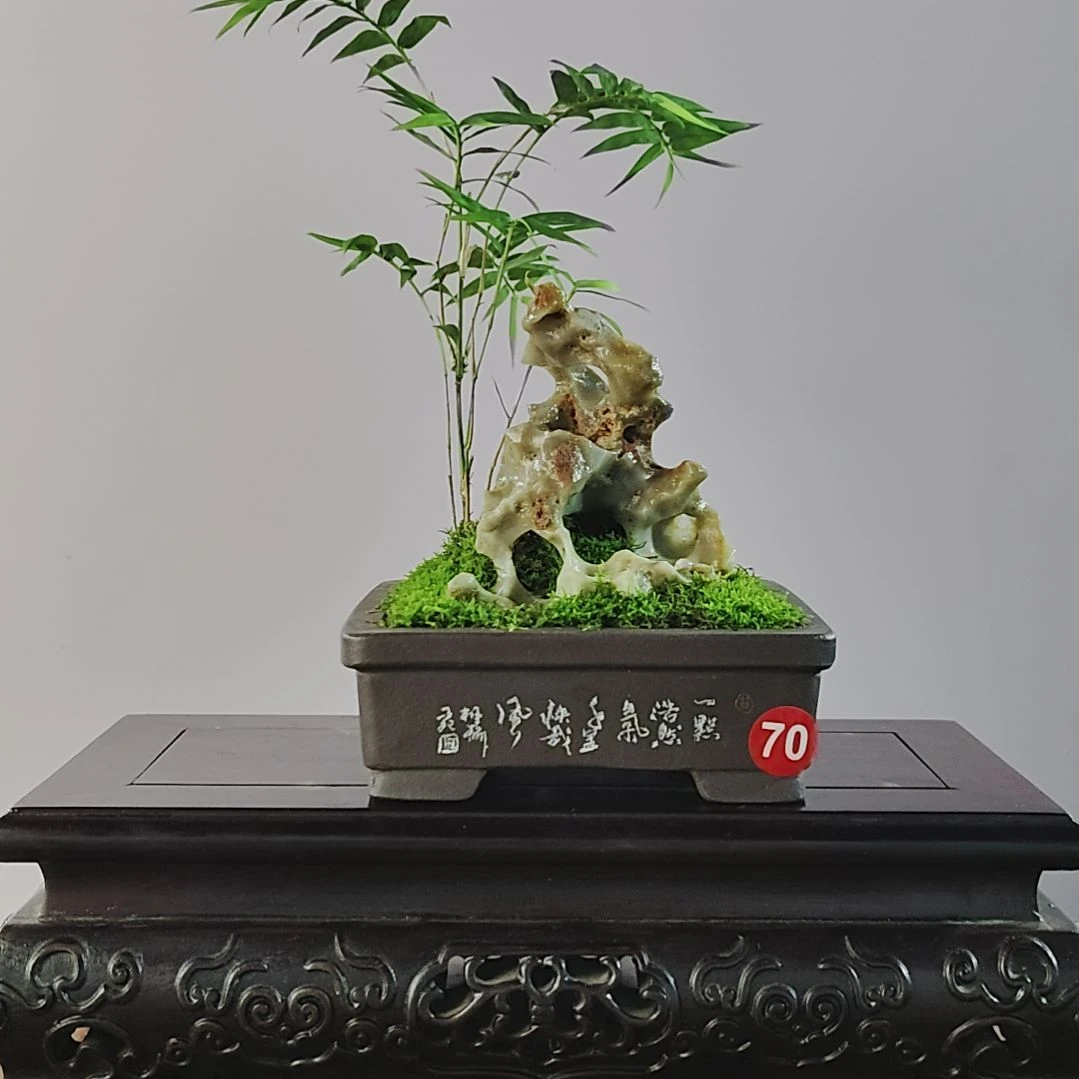 兰***影无花朵盆景，凤尾竹，玉玲珑