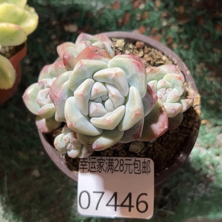 幸运儿是一位非常优秀