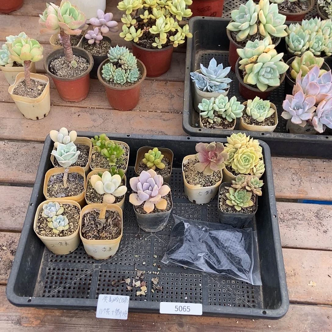 5065号花11个垫片一包大号笑美专拍称重