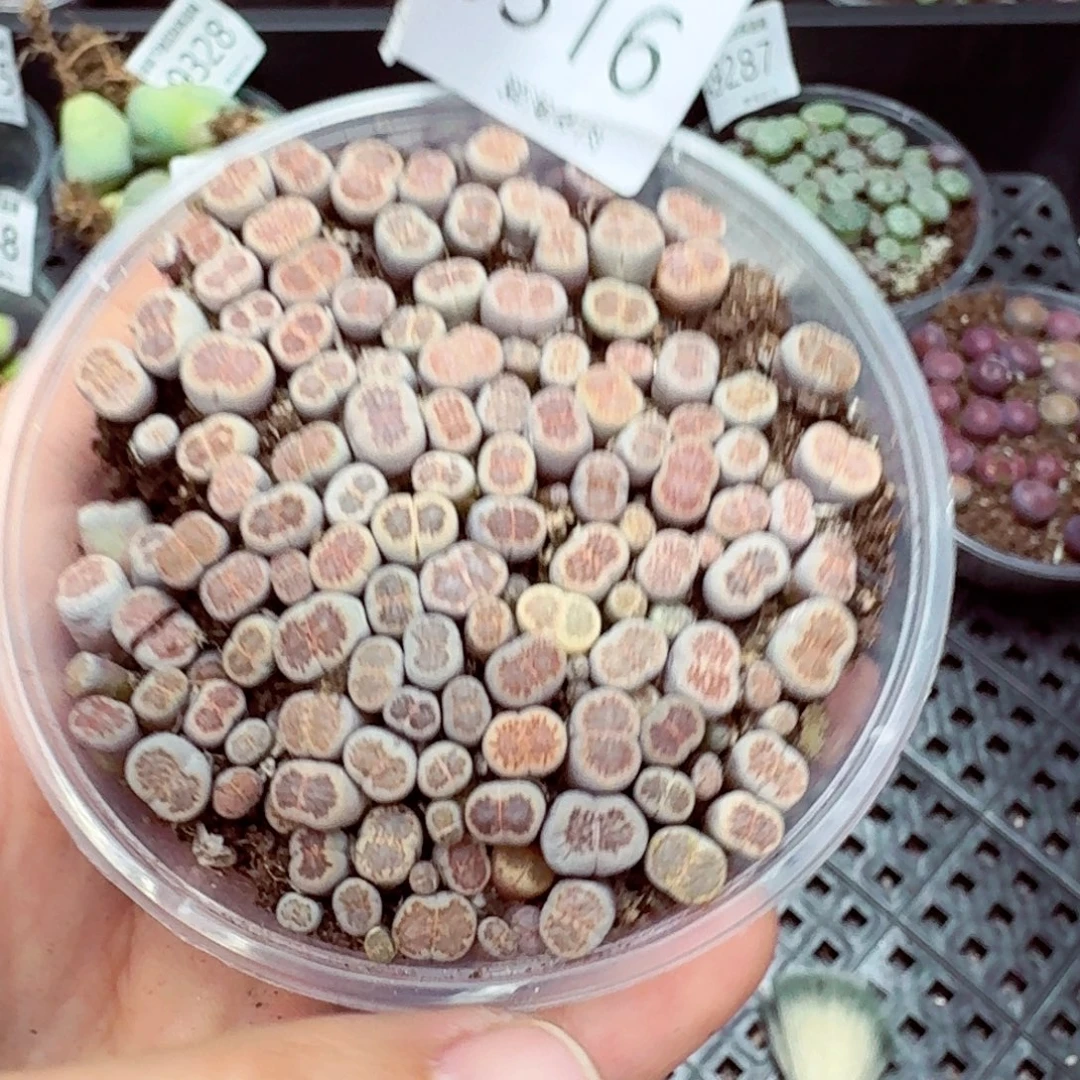 9316–—零下地区需拍保温箱