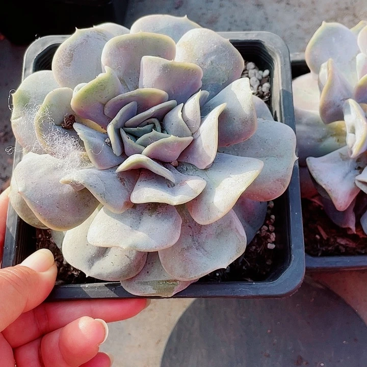 云瑶仙子2222222222222