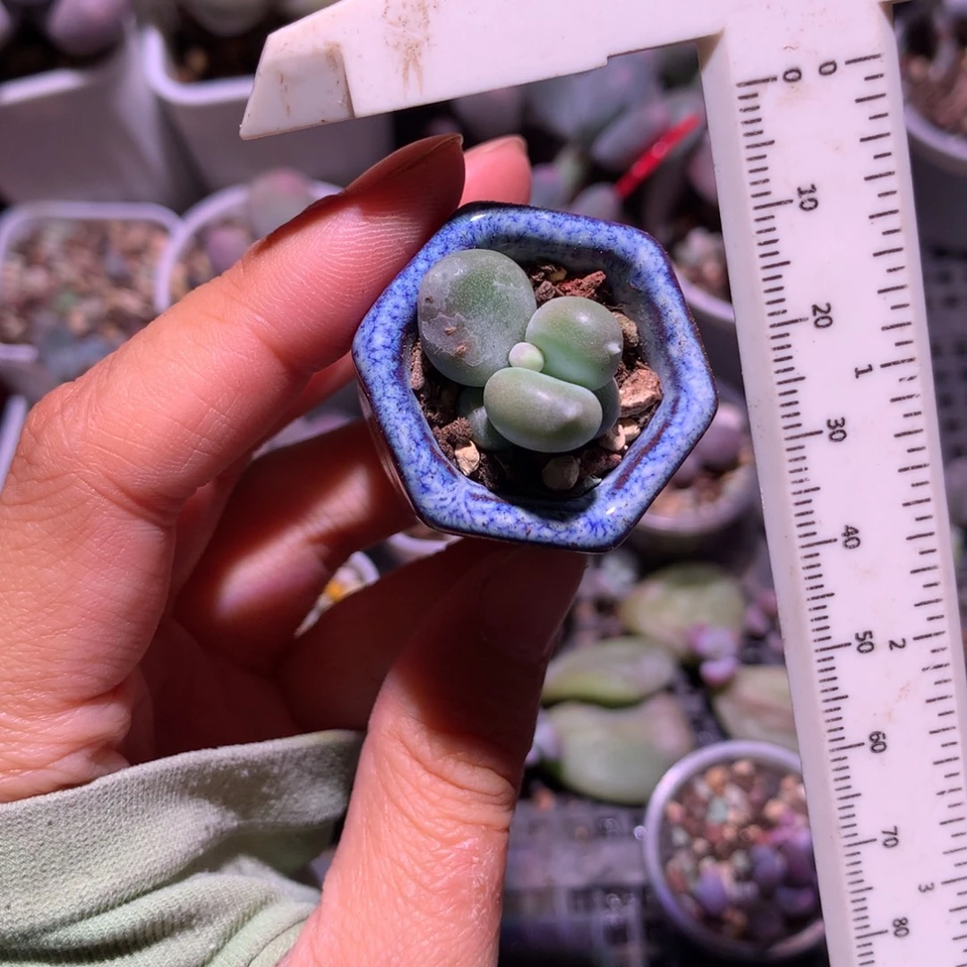 小屁桃奶酪多肉小屁桃