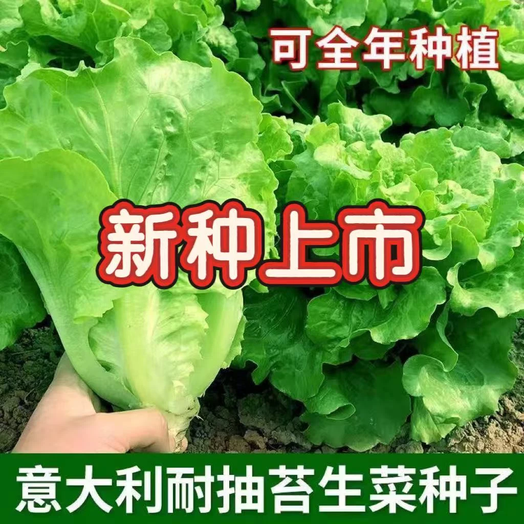 意大利生菜种子籽抗热耐抽苔全年生菜四季种植家庭阳台菜园简单种