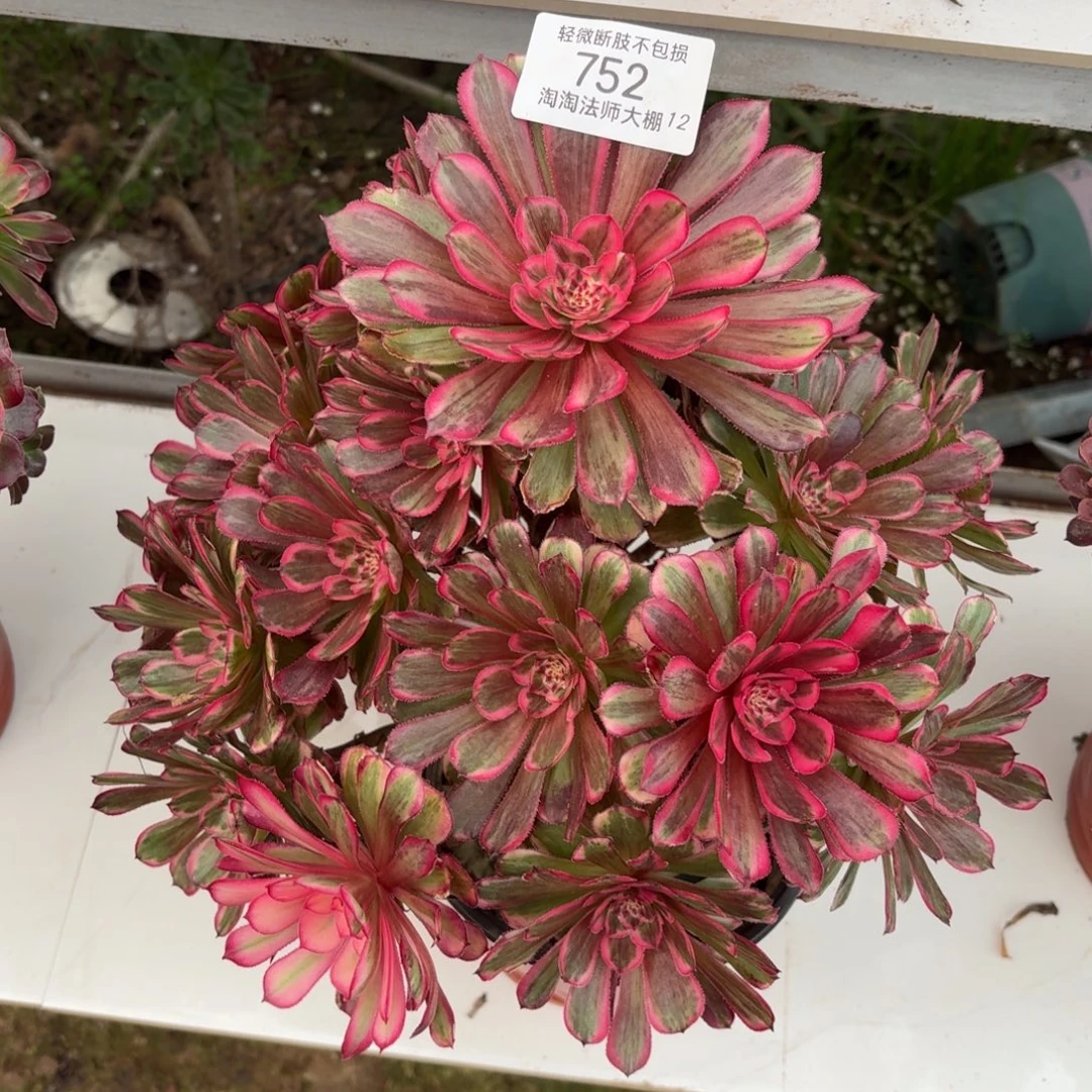752白月光多肉植物法师