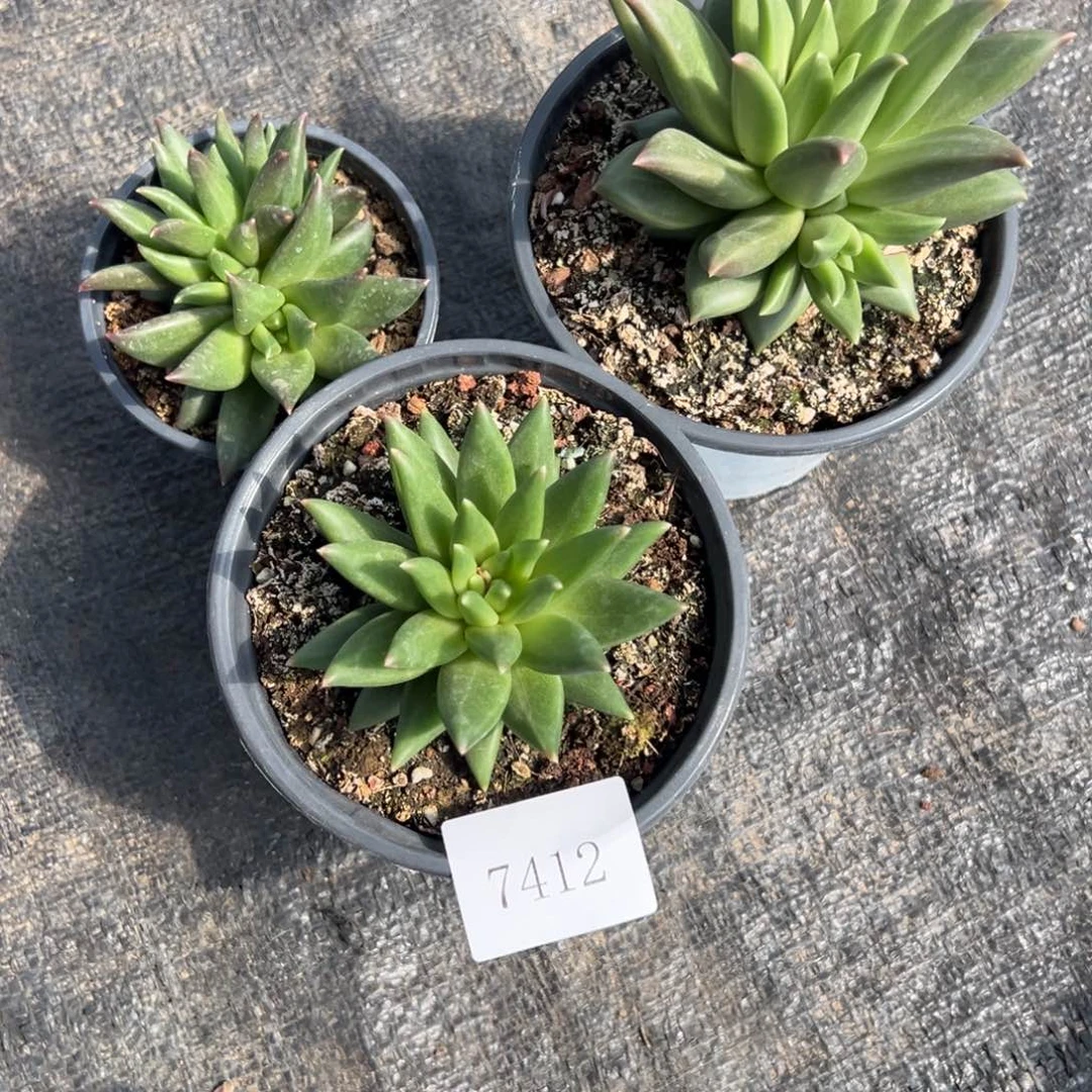 呼**哈7412多肉多多多多多