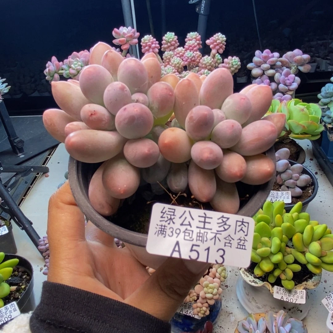 513丸叶汤圆多肉8cm