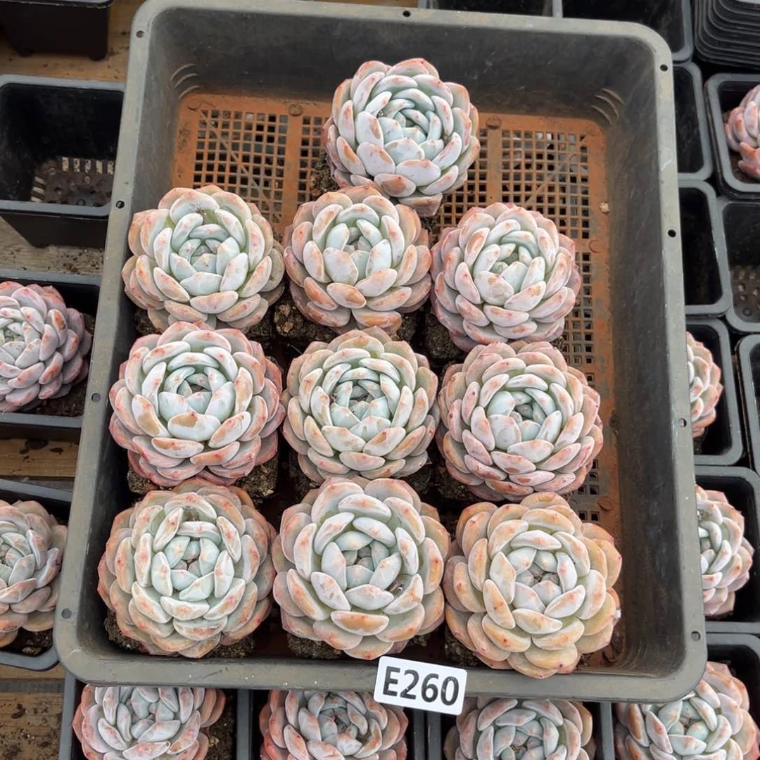 260    000000000000000