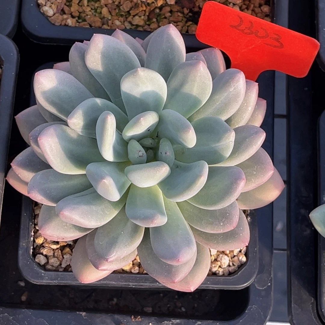 幸**鸡2303号下午美人杂交系列群生