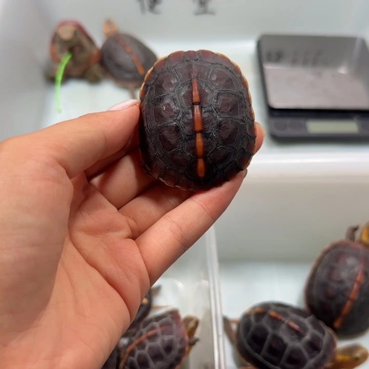 宠物龟公母搭配安缘