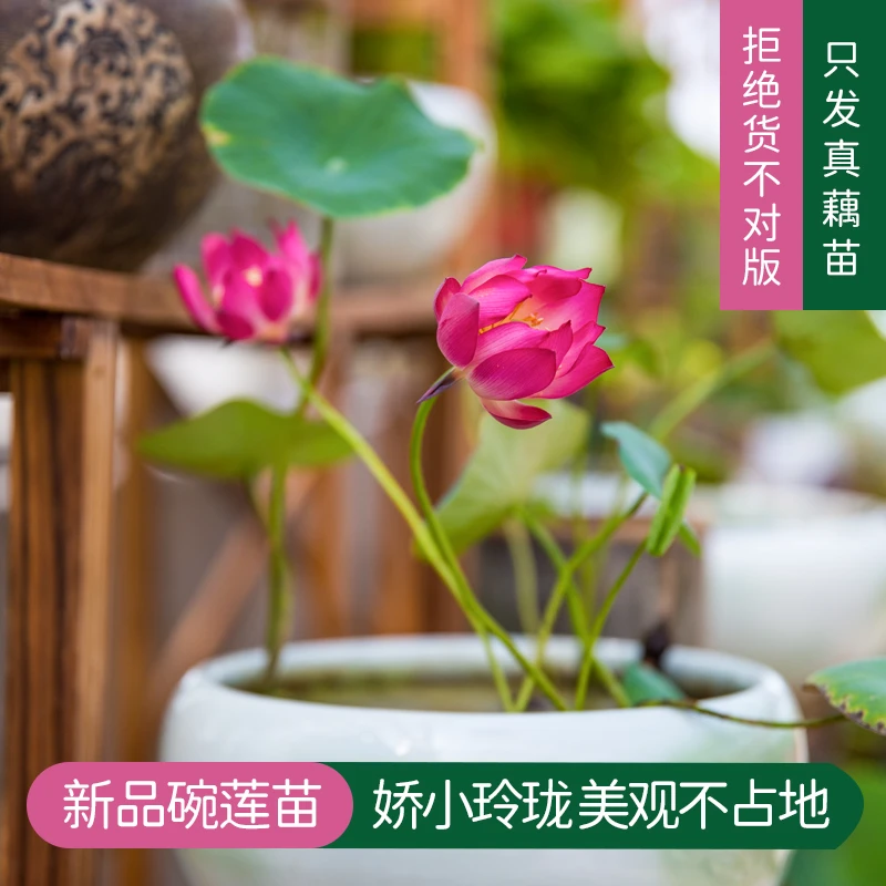 西埂莲乡新品小型碗莲花苗室内外皆宜