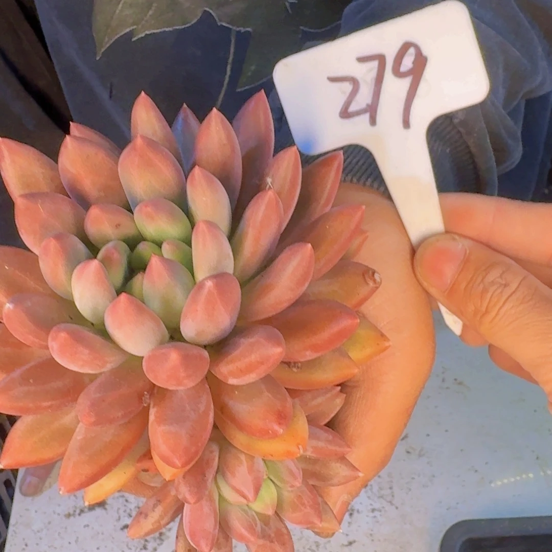 多肉植物的生长发育与