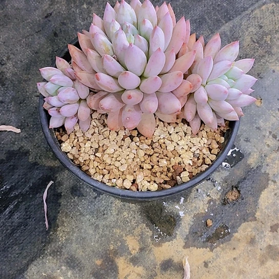 周****y索罗门多肉植物群