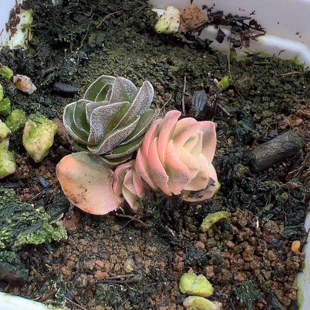 方塔锦 小方花圃一单包邮非偏远