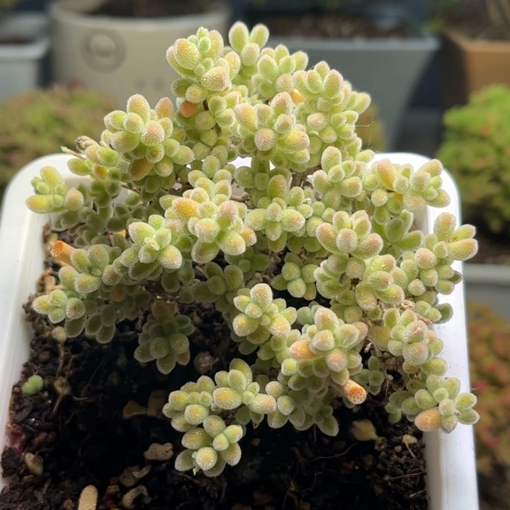 004冰晶优选枝干番杏