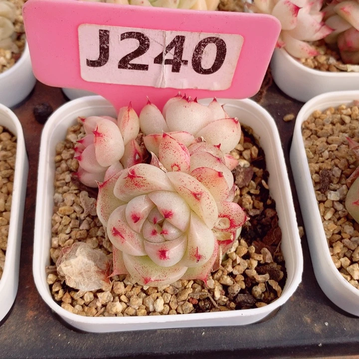 麦秆5cm不包整群