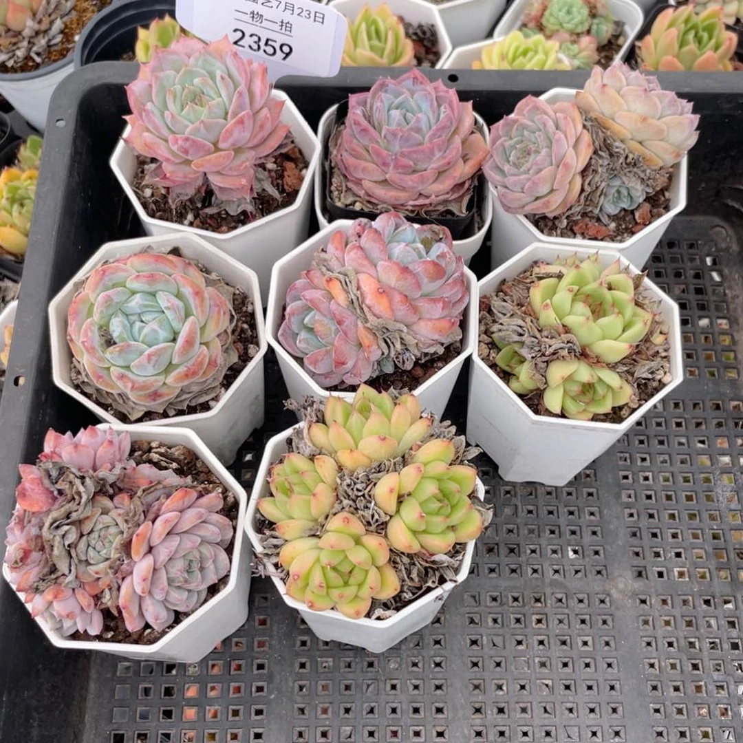 薇薇安园艺多肉2359