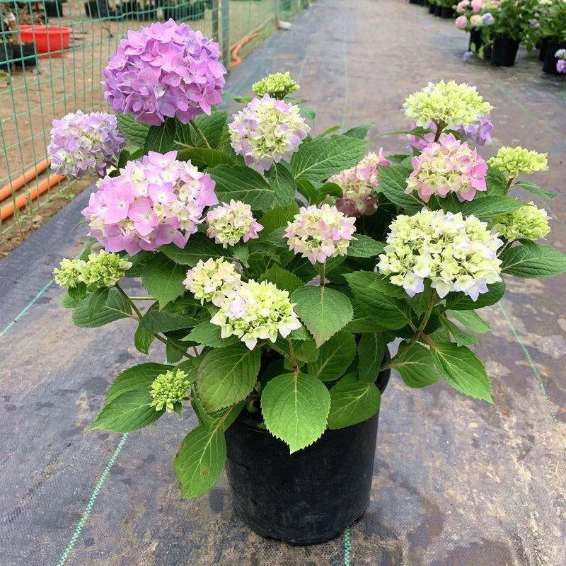 无尽夏绣球花盆栽带花苞苗老桩室外阳台庭院花卉四季开花植物鲜花