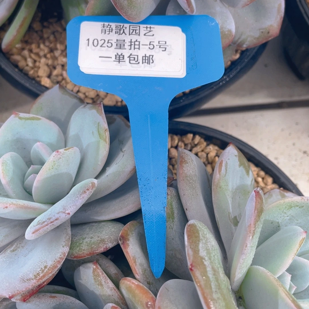 1025-5-韩版奶茶大三头一颗