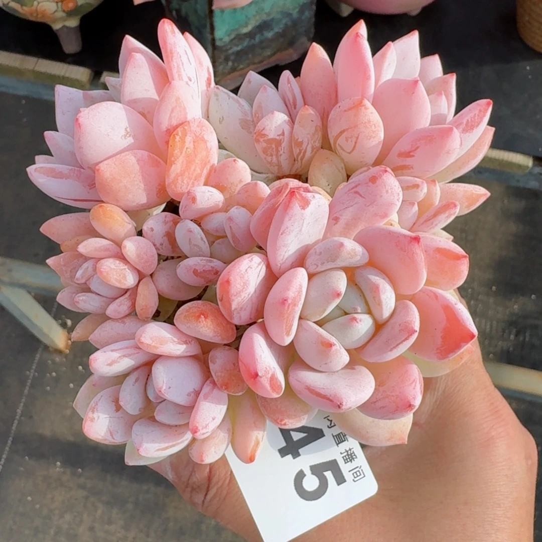 冷香群生整装无砍