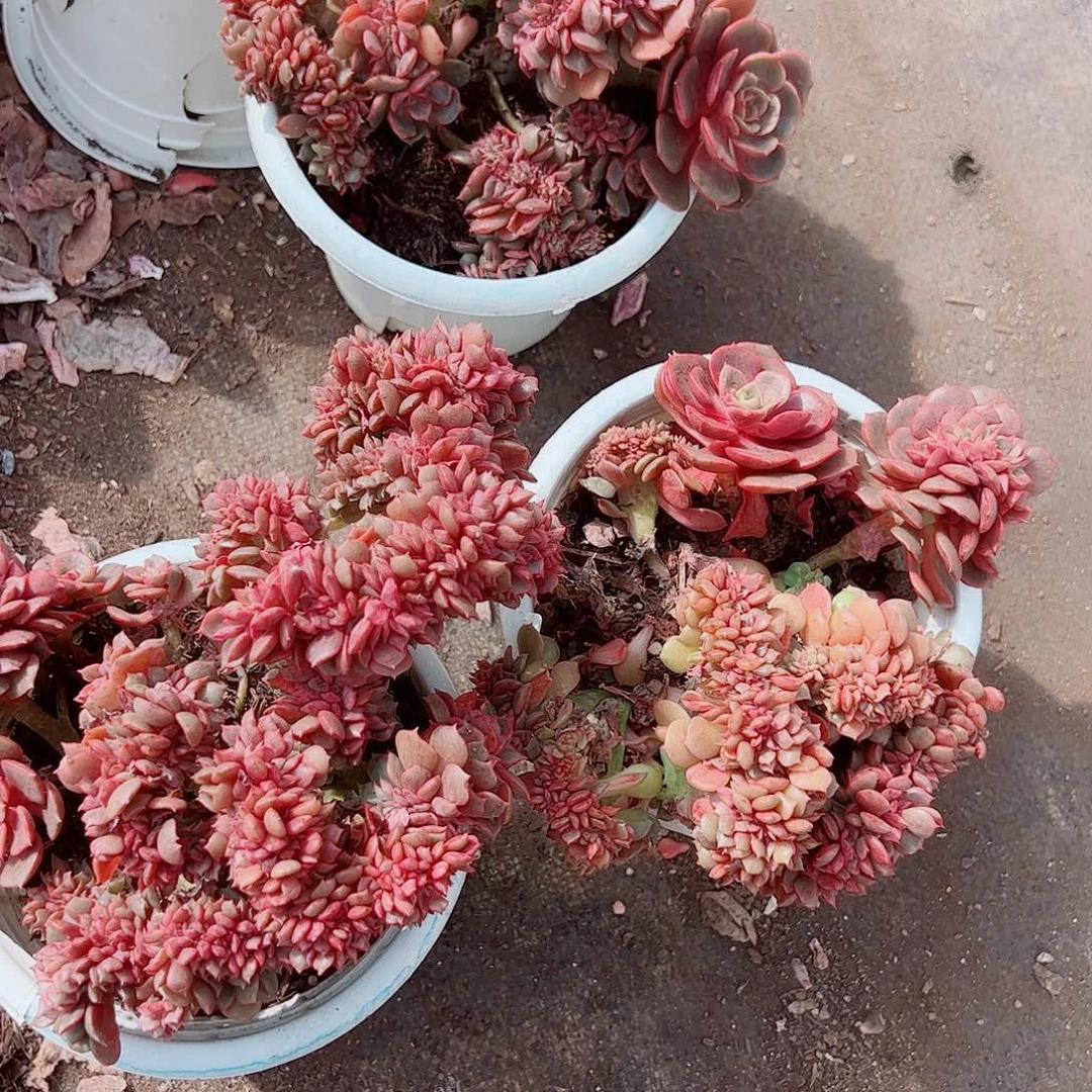 大红袍缀化精品特价