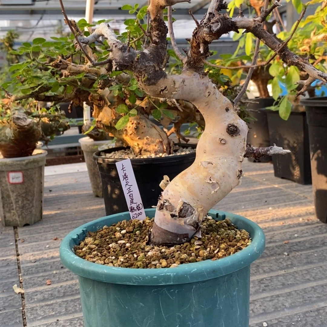 祁***祁卡塔夫正白皮卡塔夫