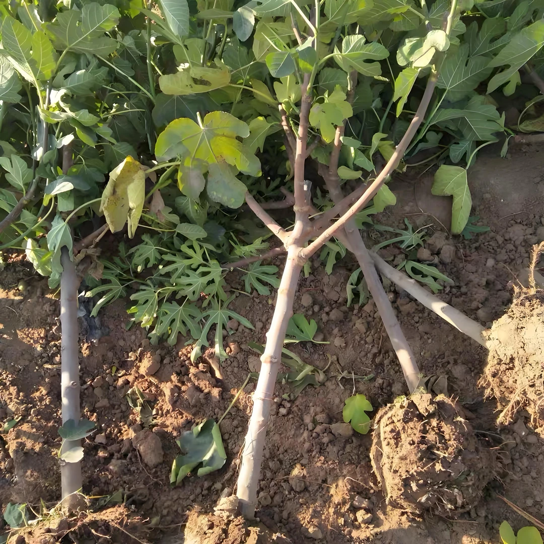 【带果发货】带果无花果树苗盆栽地栽南方北方种植矮化老桩当年结果