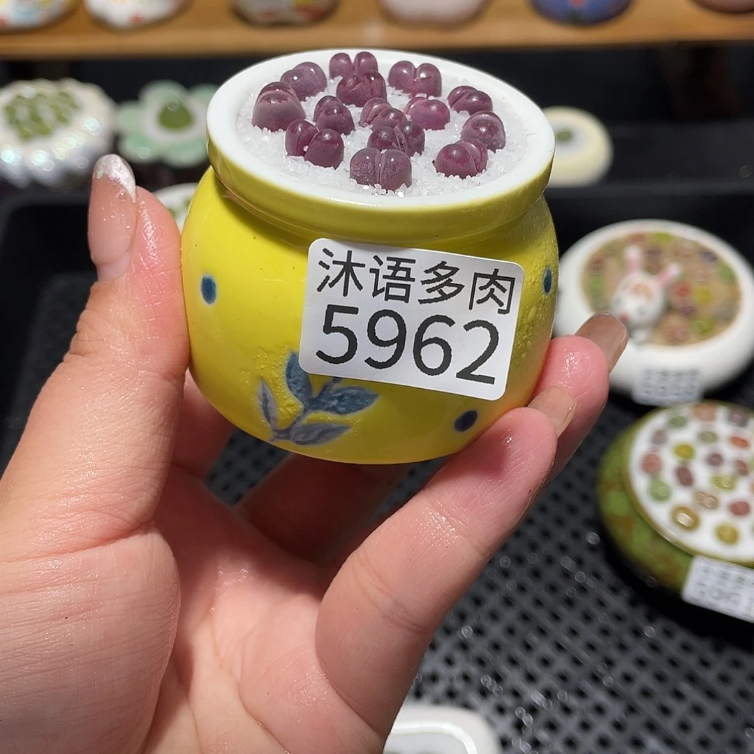 虎***尾带盆土植物 一物一拍5962