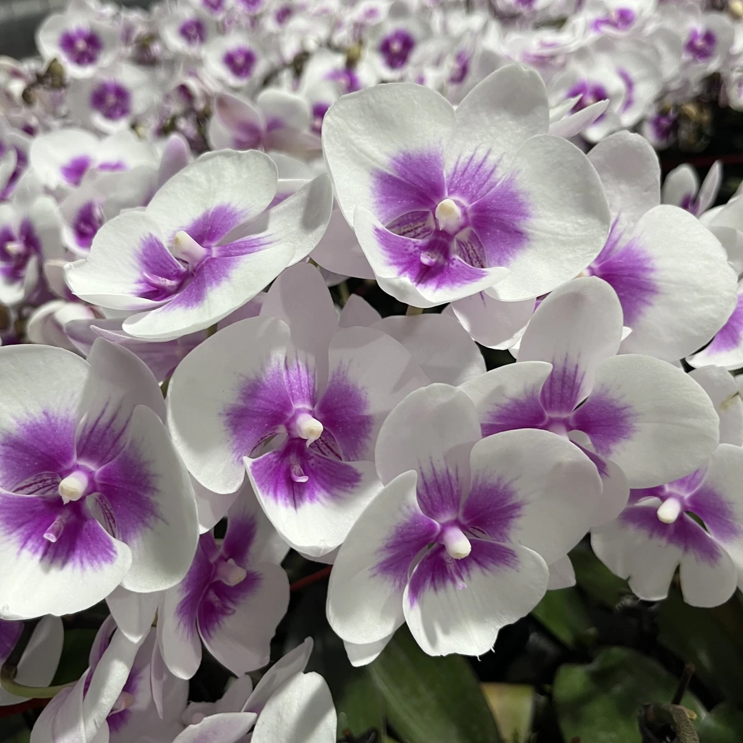 【风筝】蝴蝶兰佛山基地批发带花带花苞