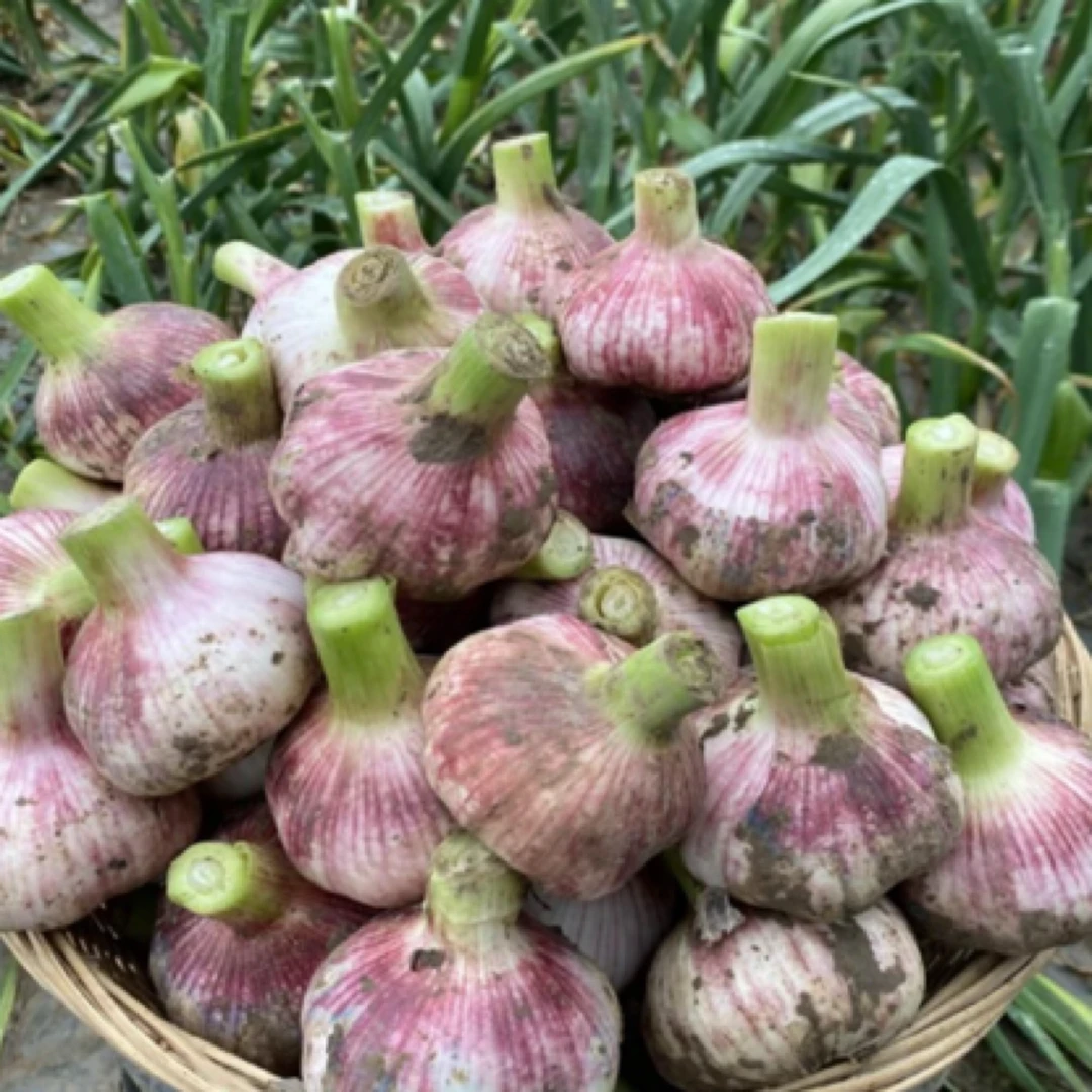 【方松农产】2025年松松家自种新鲜紫皮大蒜八成干适合凉干蒜