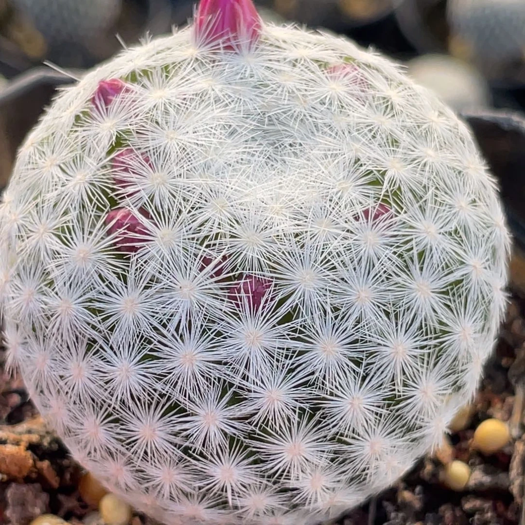 4.4姬春星一物一拍