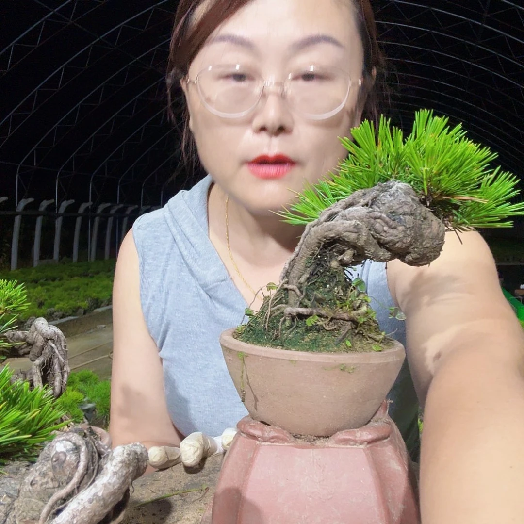 我***菜完全开放三河黑松盆景