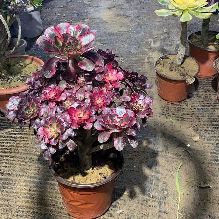 21，丽娜1366889900