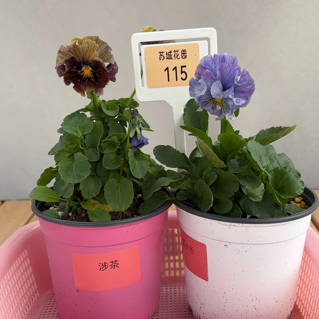 大部分开放少量花苞115