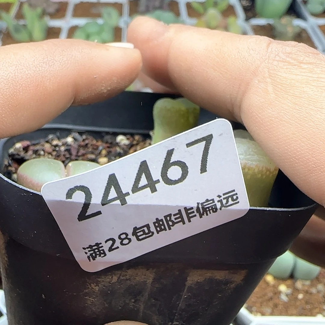 妖*儿脱土发货哦24468