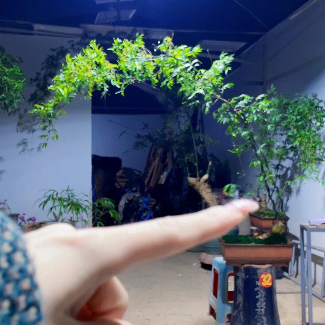 盘***车无花朵小叶簕竹熟桩陶瓷盆一物一拍