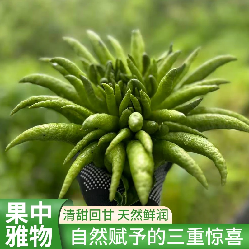 云南高山佛手柑1-3斤新鲜现摘产地直发可闻香观赏室内车载摆件