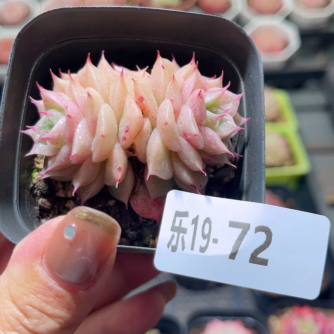 乐19-72 麦秆双头