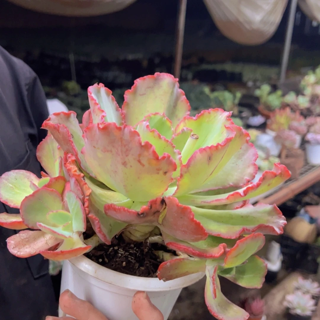 舞会红裙大单头带仔