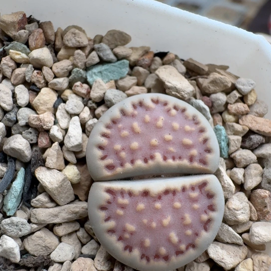 a***g0916-046饼干粉171