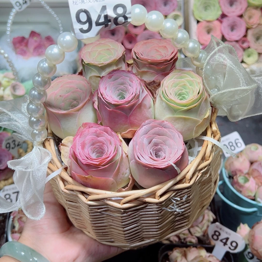 948一篮玫瑰老桩全粉紫。