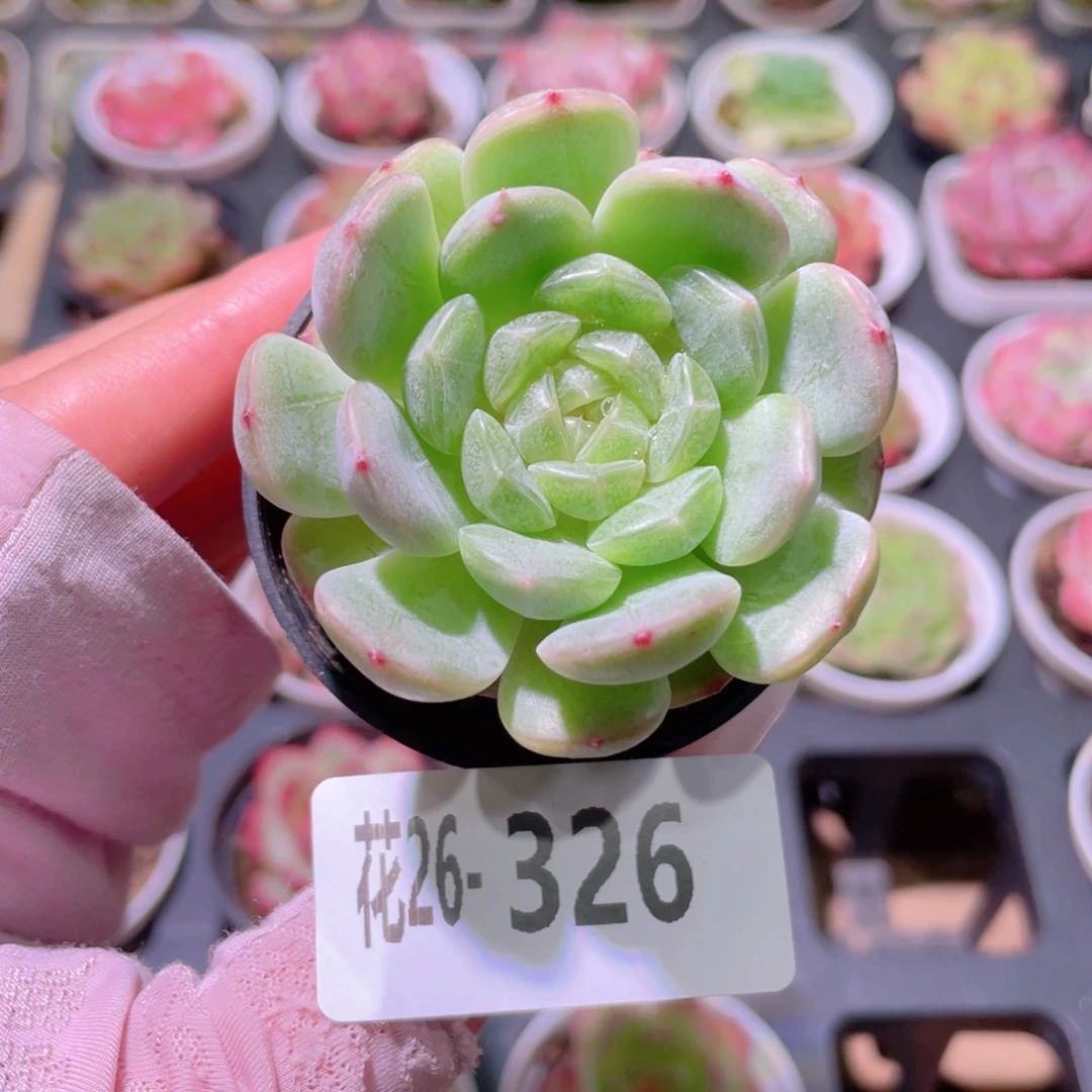 花利美26-326白色恋人