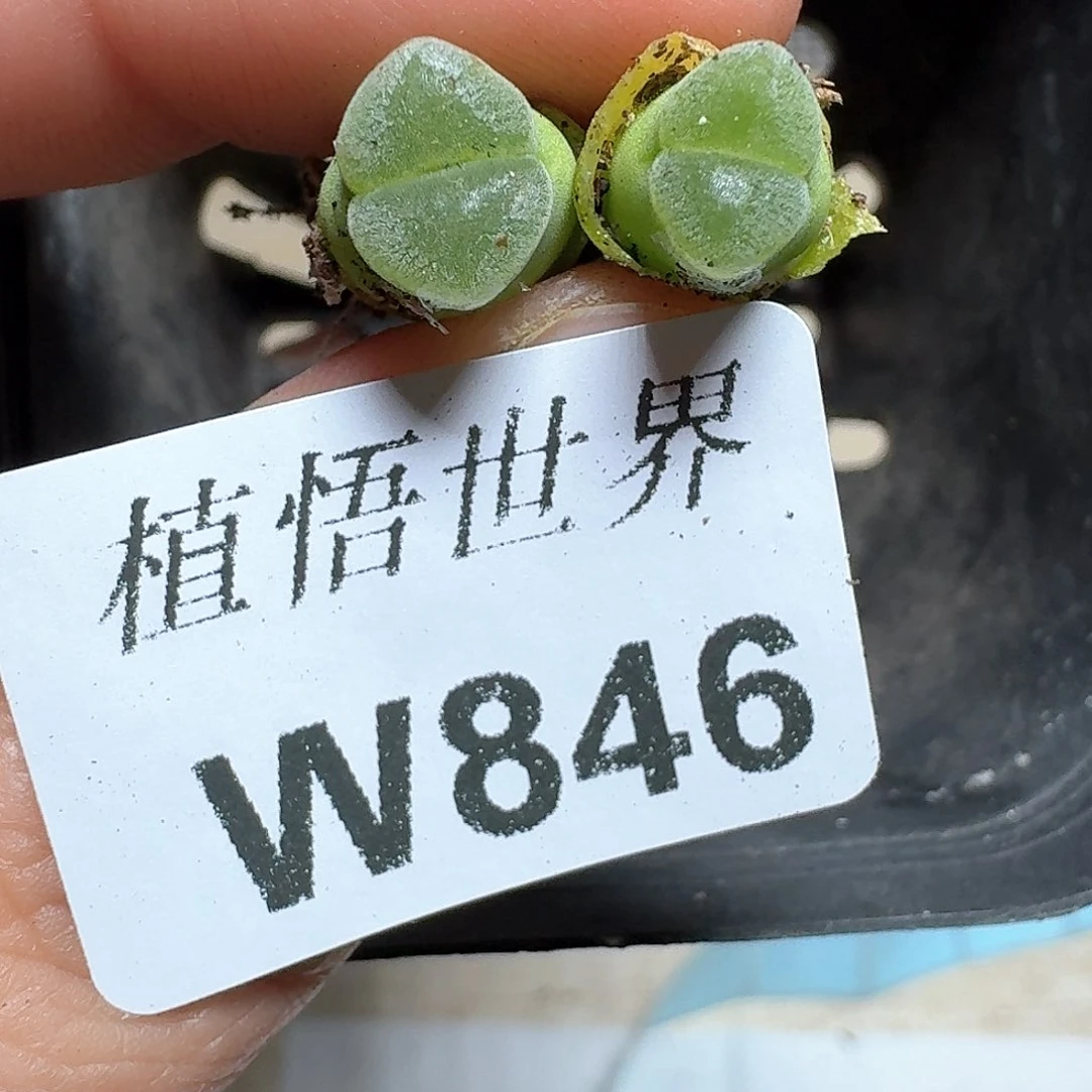 846盒多的植物哇f g g