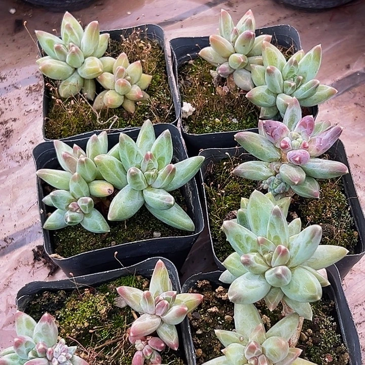 6颗美人系列多肉植物