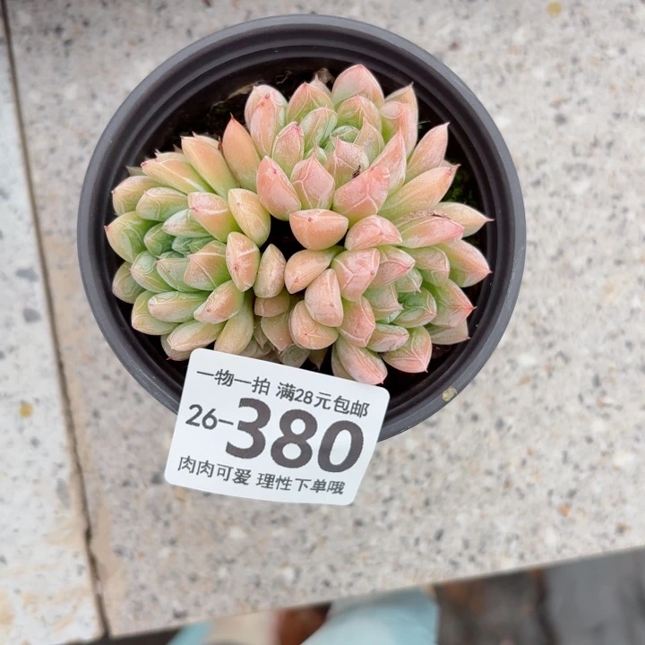 爱莎多肉无盆土发货无