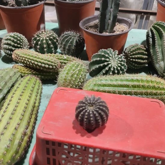 掉***了仙人球丽花秋之木侧芽