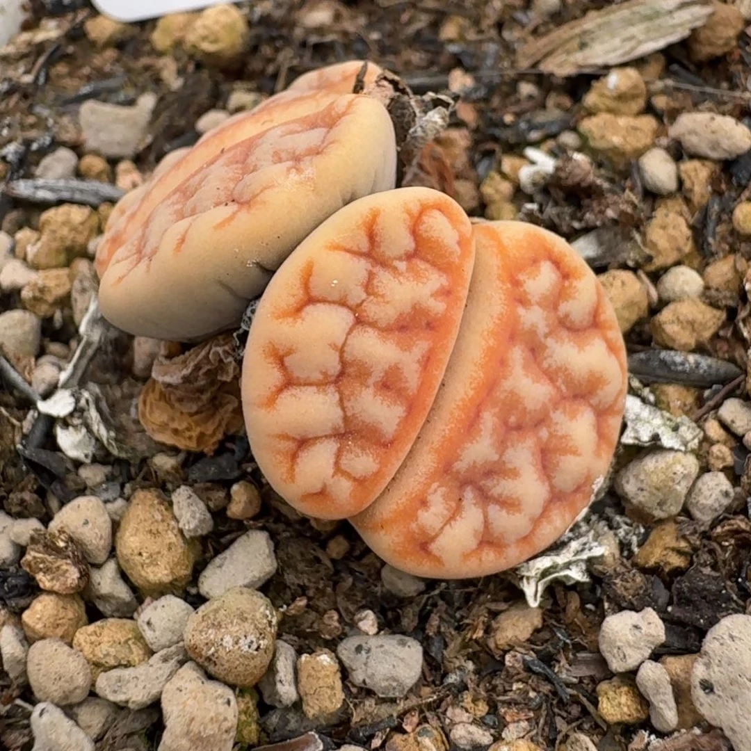 桃喜花园0628-37拿铁